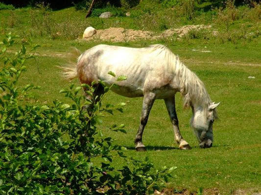 Undernärd häst - orsaker, symptom och lösningar