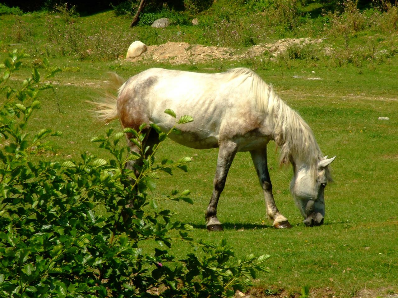 Undernärd häst - orsaker, symptom och lösningar